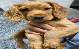 Cocker Spaniel dogs for sale: 5 BEAUTIFUL COCKER SPANIEL KC REG PUPPIES - Image 18