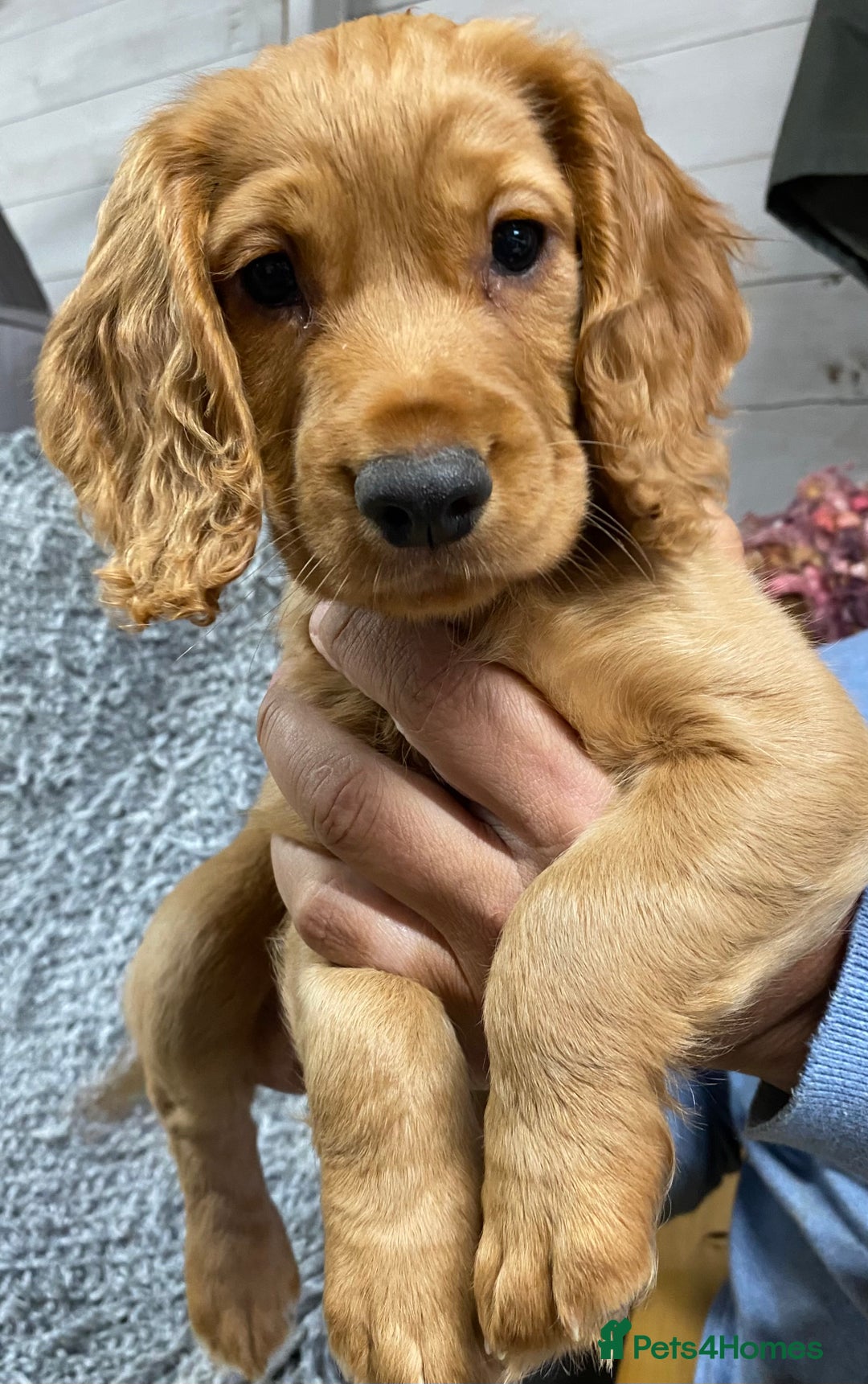 Cocker Spaniel dogs for sale: 5 BEAUTIFUL COCKER SPANIEL KC REG PUPPIES - Image 18