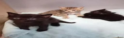 RagaMuffin cats for sale: Fluffy ragamuffin  - Advert 1