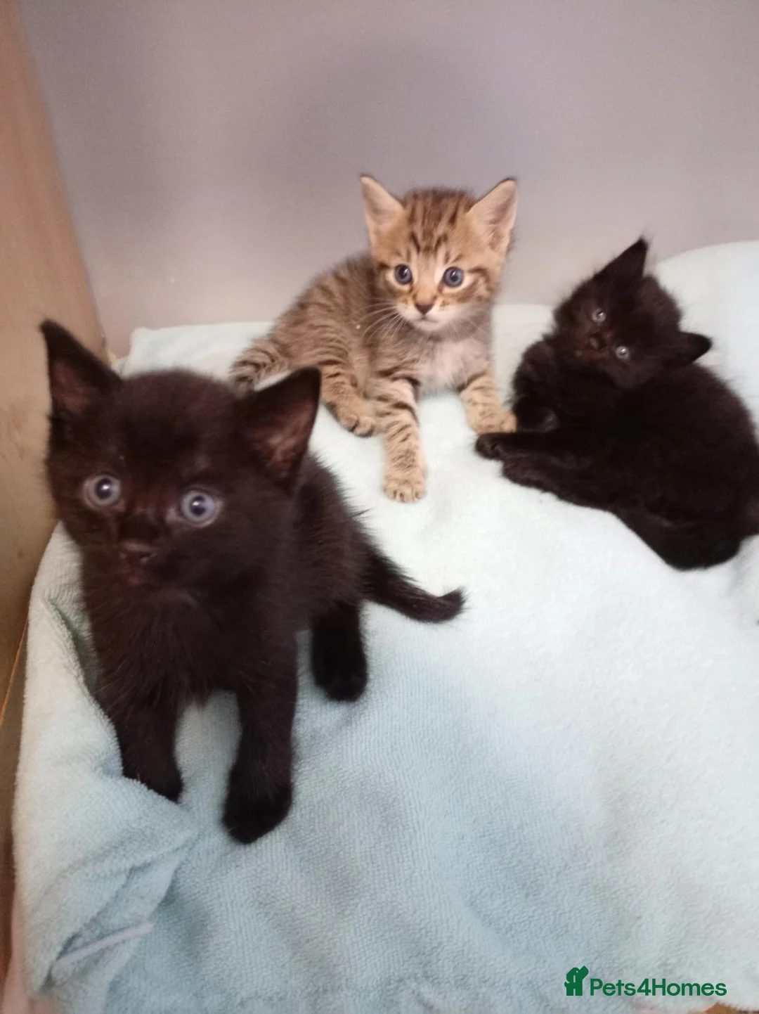 RagaMuffin cats for sale: Fluffy ragamuffin  - Advert 1