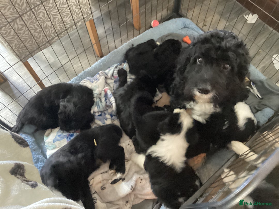 Mixed Breed dogs for sale: Cockerpoo x bordercollie puppies - Image 14