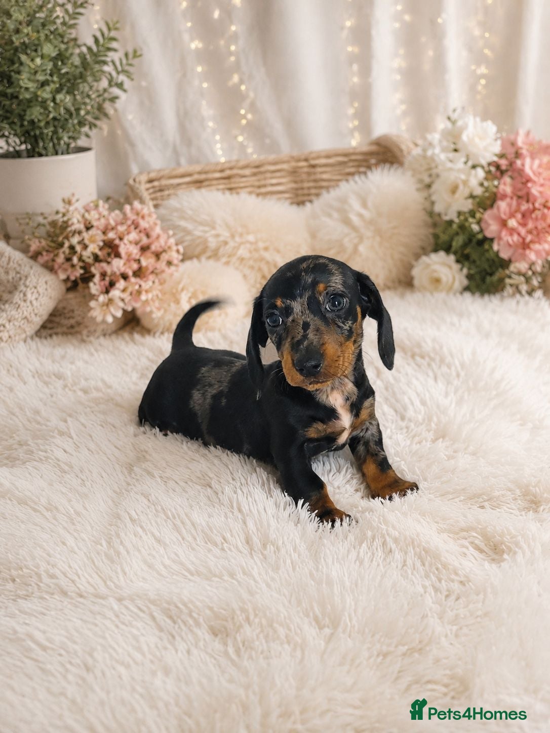 Miniature Dachshund dogs Beautiful Miniature Dachshund Puppies - Advert 1