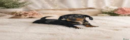Miniature Dachshund dogs for sale: Beautiful Miniature Dachshund Puppies - Advert 1