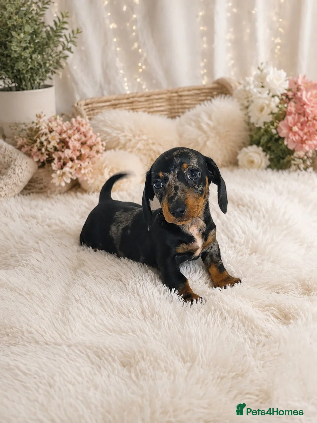 Miniature Dachshund dogs for sale: Beautiful Miniature Dachshund Puppies - Advert 1