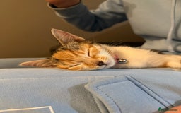 Mixed Breed cats for sale: Sweetest Kitten for sale  - Image 9