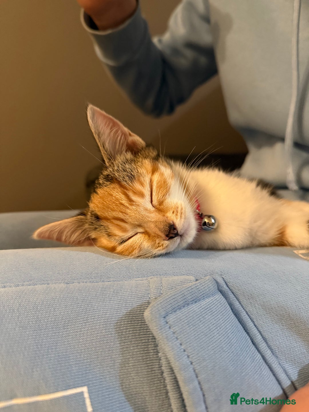 Mixed Breed cats for sale: Sweetest Kitten for sale  - Image 9