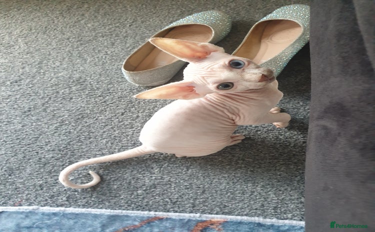 Sphynx cats - Advert 1