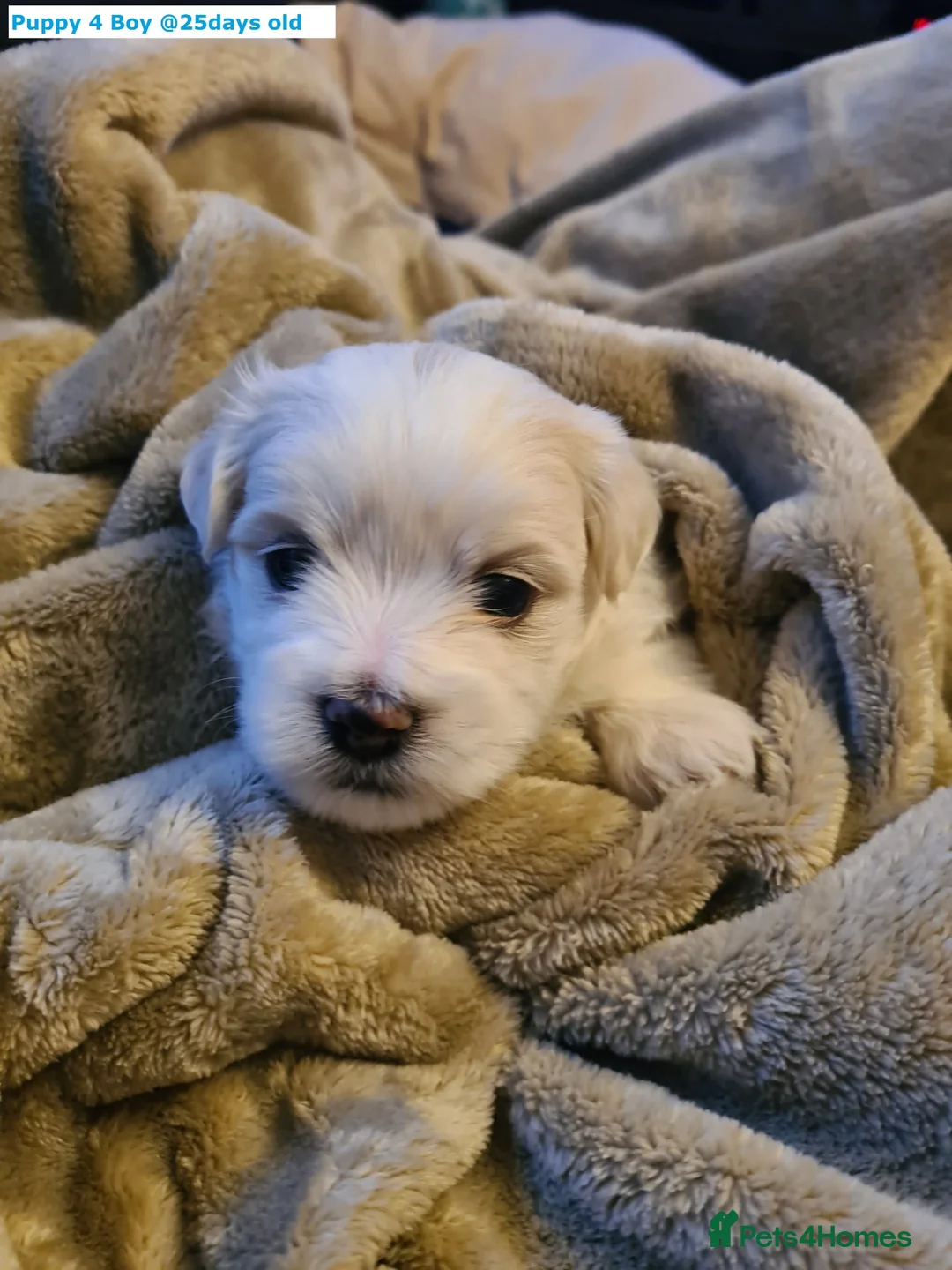 Maltese dogs for sale: Adorable Maltese puppies looking for forever home! - Advert 12
