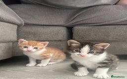 Maine Coon cats for sale: Male Main cook cross kitten  - Image 5
