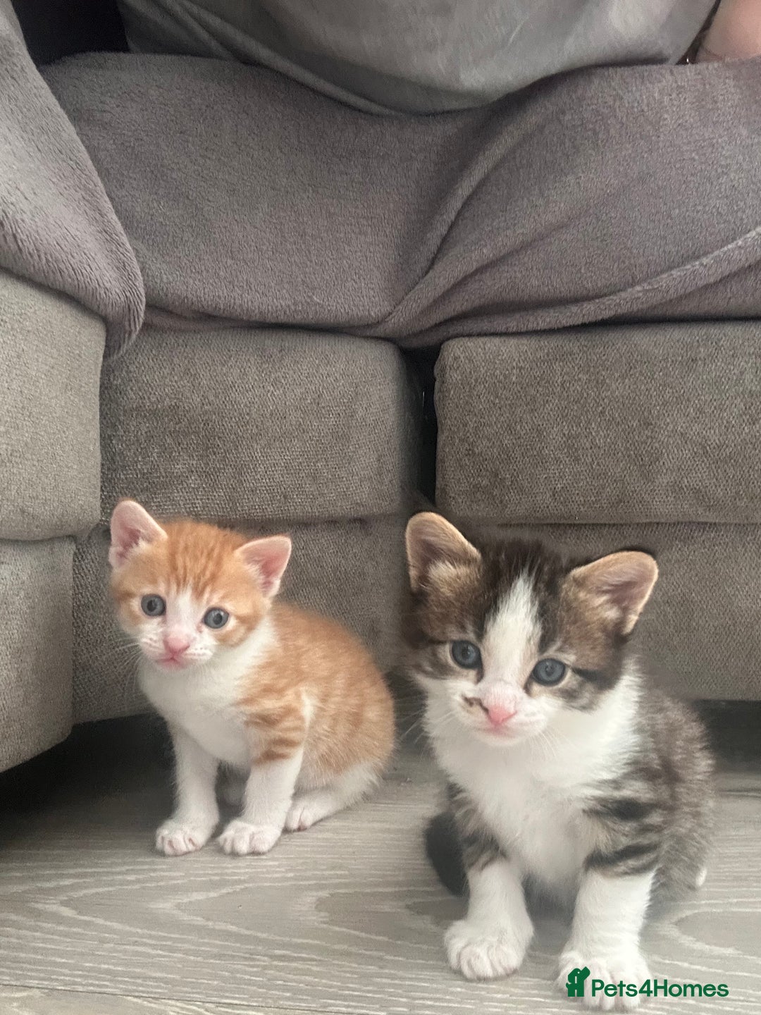Maine Coon cats for sale: Male Main cook cross kitten  - Image 5