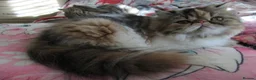 Persian cats for sale: Fantastic Female Persian kitten ready now - Advert 19