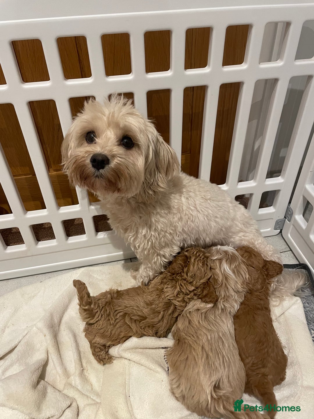 Maltipoo dogs for sale: Beautiful Maltipoo’s - Advert 6