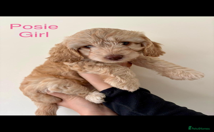 Cockapoo dogs - Advert 9