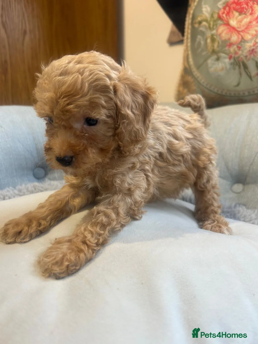 Cockapoo dogs for sale: Beautiful babies available  - Advert 14