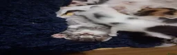 Mixed Breed cats for sale: Litter of 7 ready to leave - Advert 14