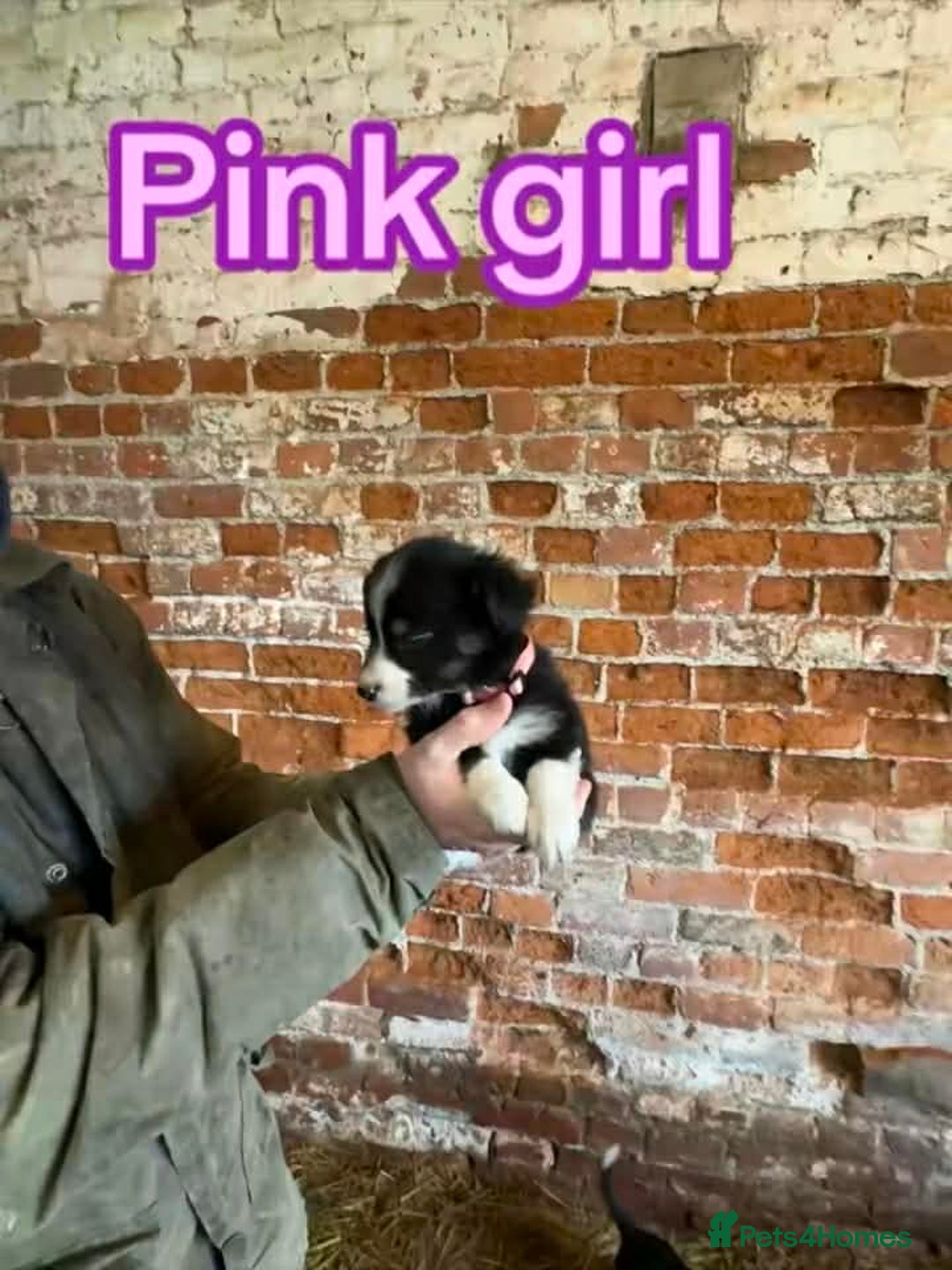 Mixed Breed dogs for sale: Collie pups for sale, ready now  - Advert 4