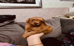 Maltipoo dogs for sale: Maltipoo tiny babies  - Image 1