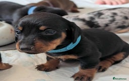 Dachshund dogs for sale: Mini dachshunds - 1 girl available - Image 18