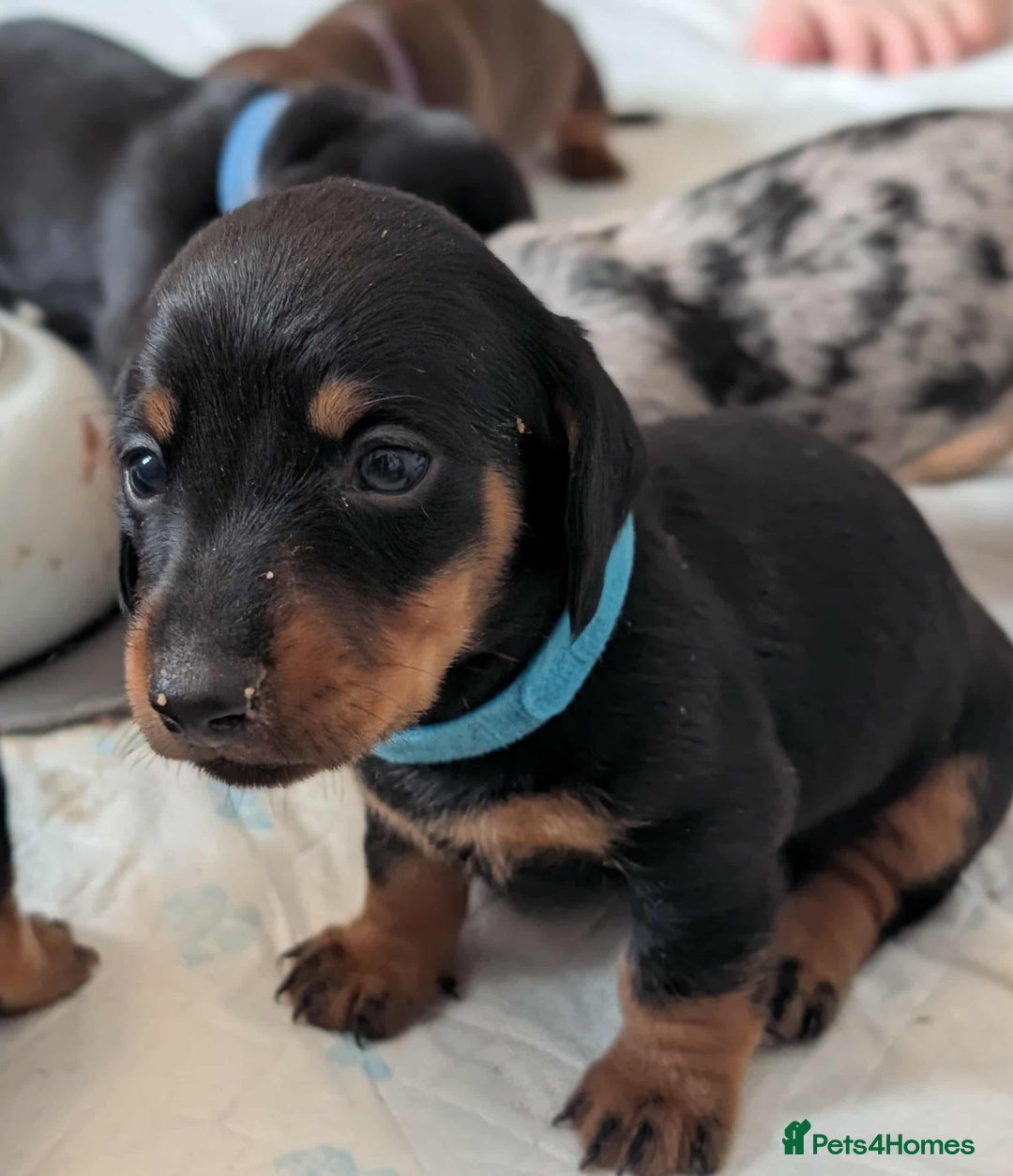 Dachshund dogs for sale: Mini dachshunds - 1 girl available - Image 18