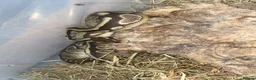 Python Snake reptiles for sale: Yellow belly ball python  in Northampton - Advert 3