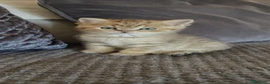 British Shorthair 1
