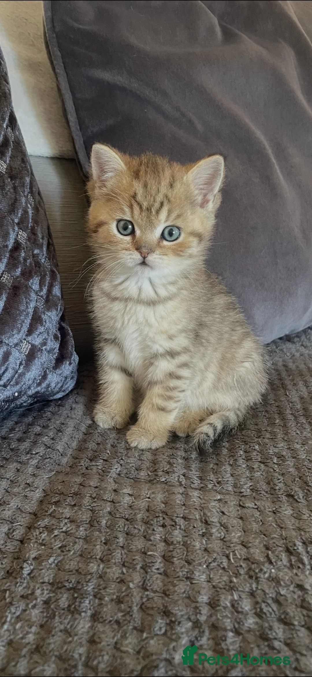 British Shorthair cats for sale: TICA reg black golden kittens  - Advert 25