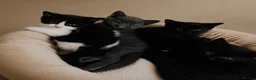 Domestic Shorthair cats for sale: 4 very playful kittens looking for a new home! in Barnsley - Advert 2