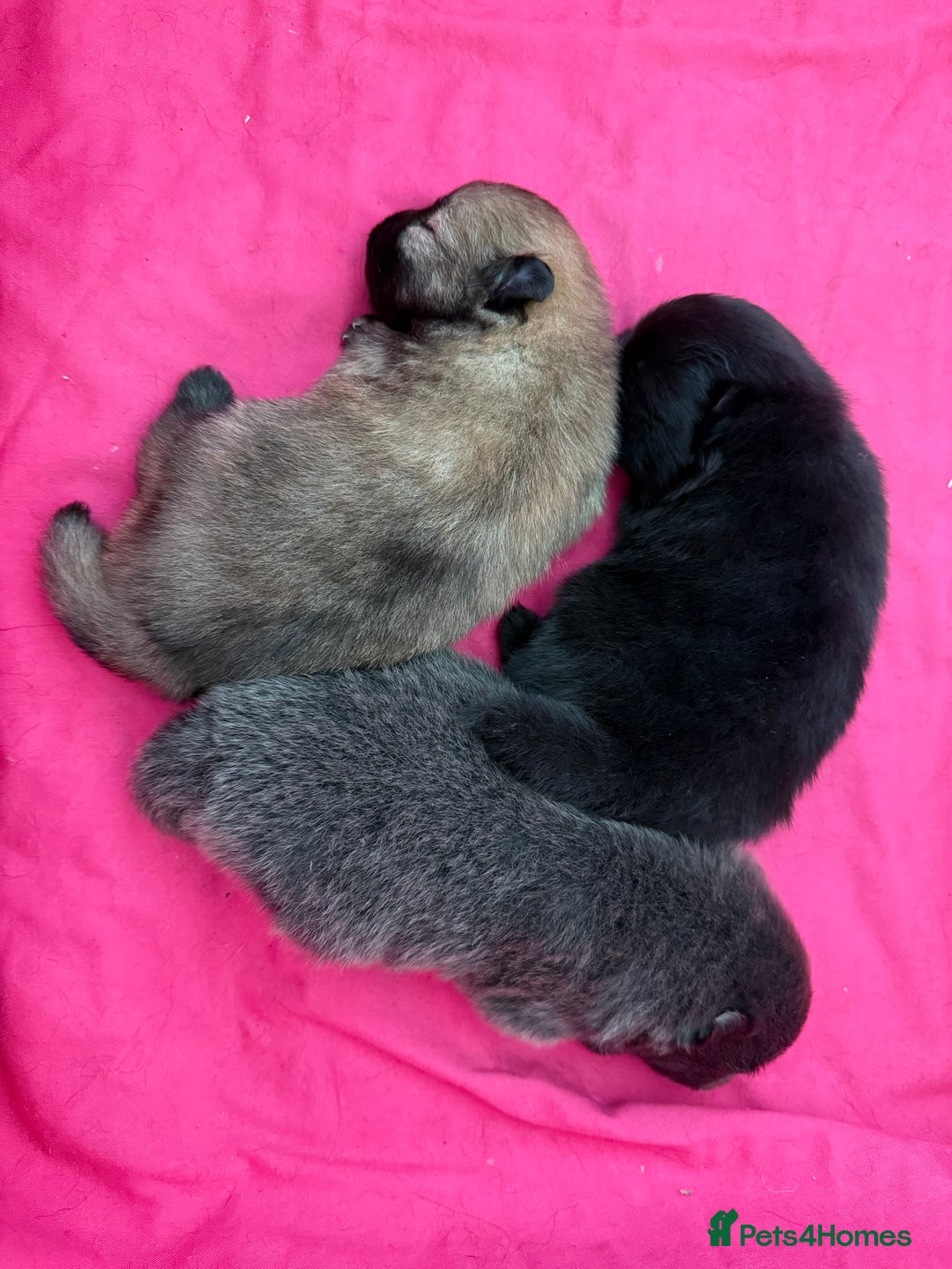 Pomeranian dogs for sale: Two Poms looking for forever home - Advert 1