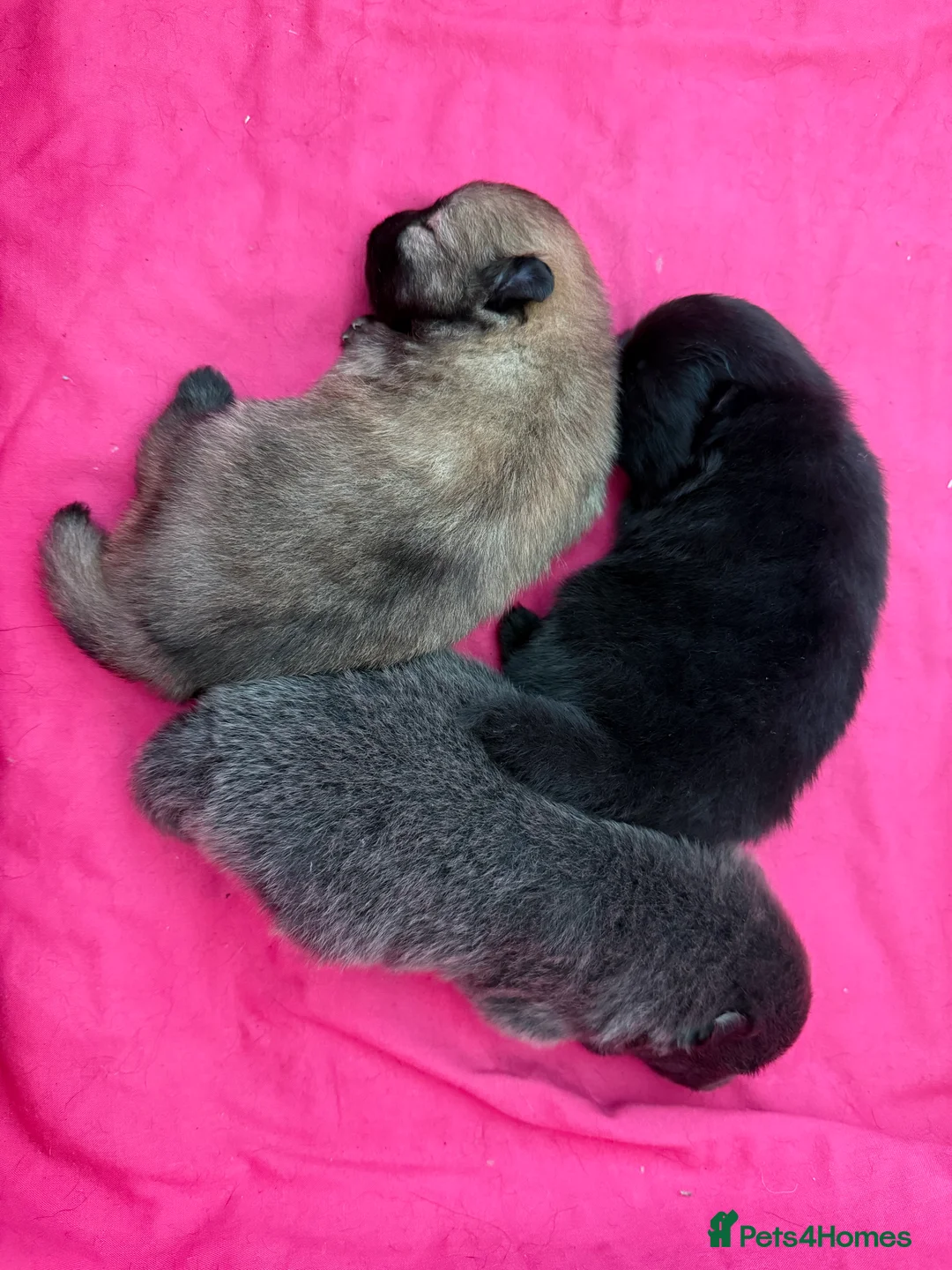 Pomeranian dogs for sale: Two Poms looking for forever home - Advert 12