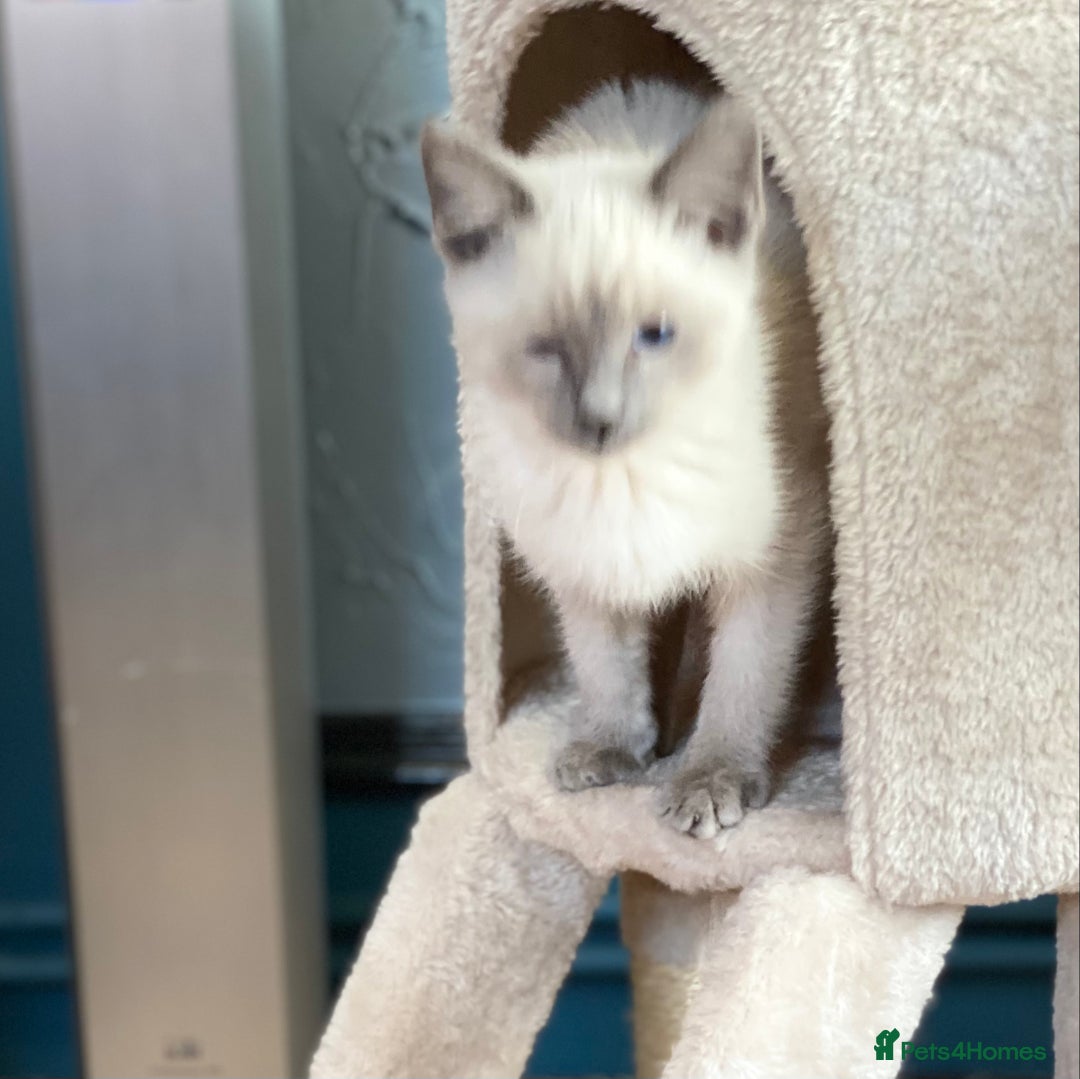 Siamese cats for sale: SIAMESE KITTENS - Image 16
