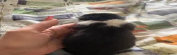 British Shorthair cats for sale:   Kittens looking for their forever homes in Coventry - Advert 6
