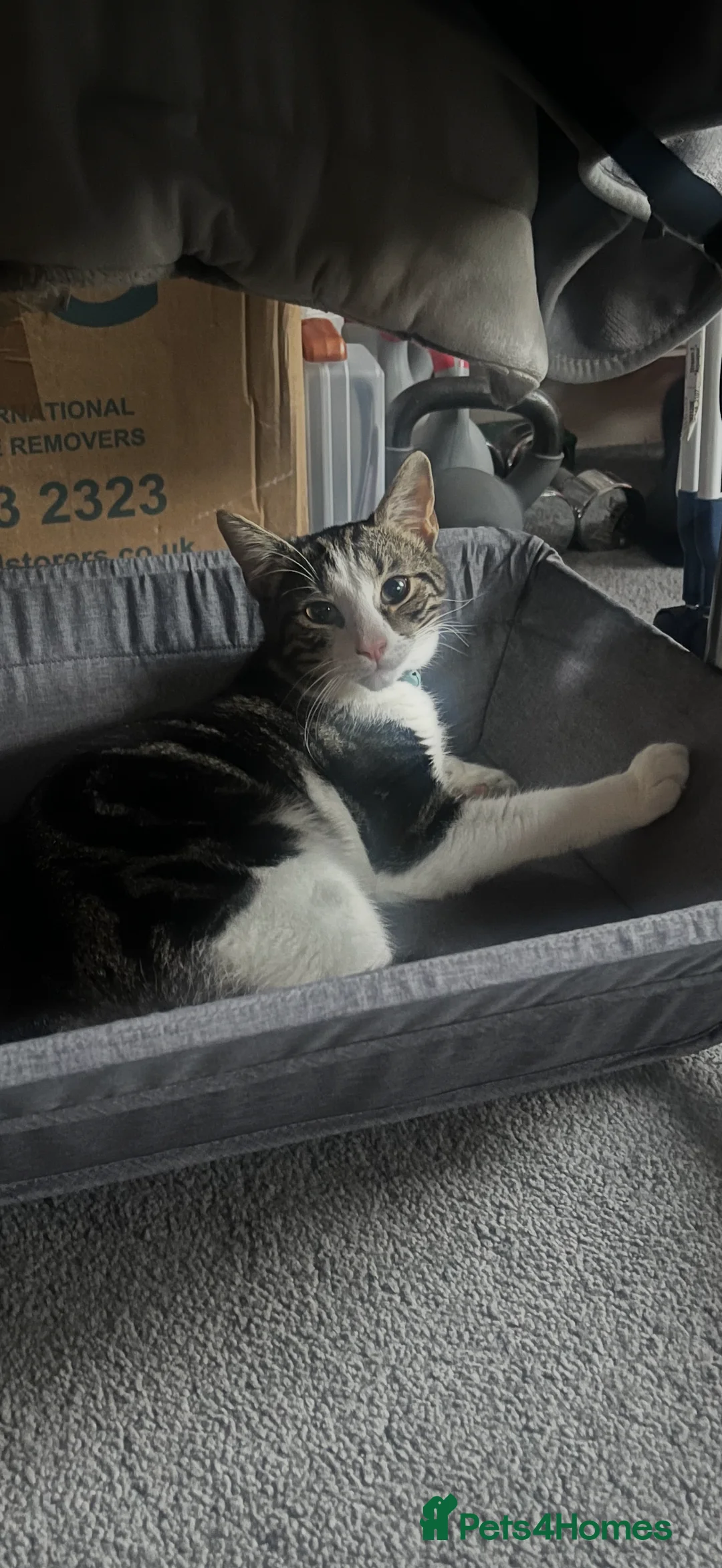 American Wirehair cats for sale: Bambii, Male cat, 1 Year 3 months old🤍 - Advert 1