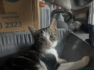 American Wirehair cats Bambii, Male cat, 1 Year 3 months old🤍 - Advert 1