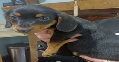 Dachshund dogs Dachshunds..Traditional Black and tan Puppies - Advert 15