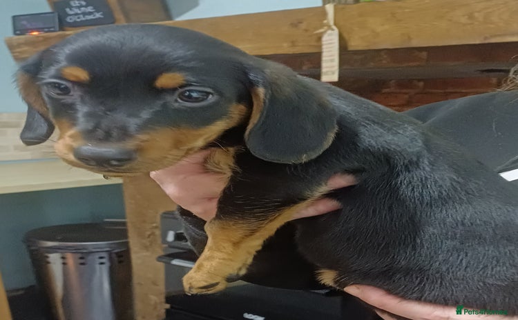 Dachshund dogs Dachshunds..Traditional Black and tan Puppies - Advert 1