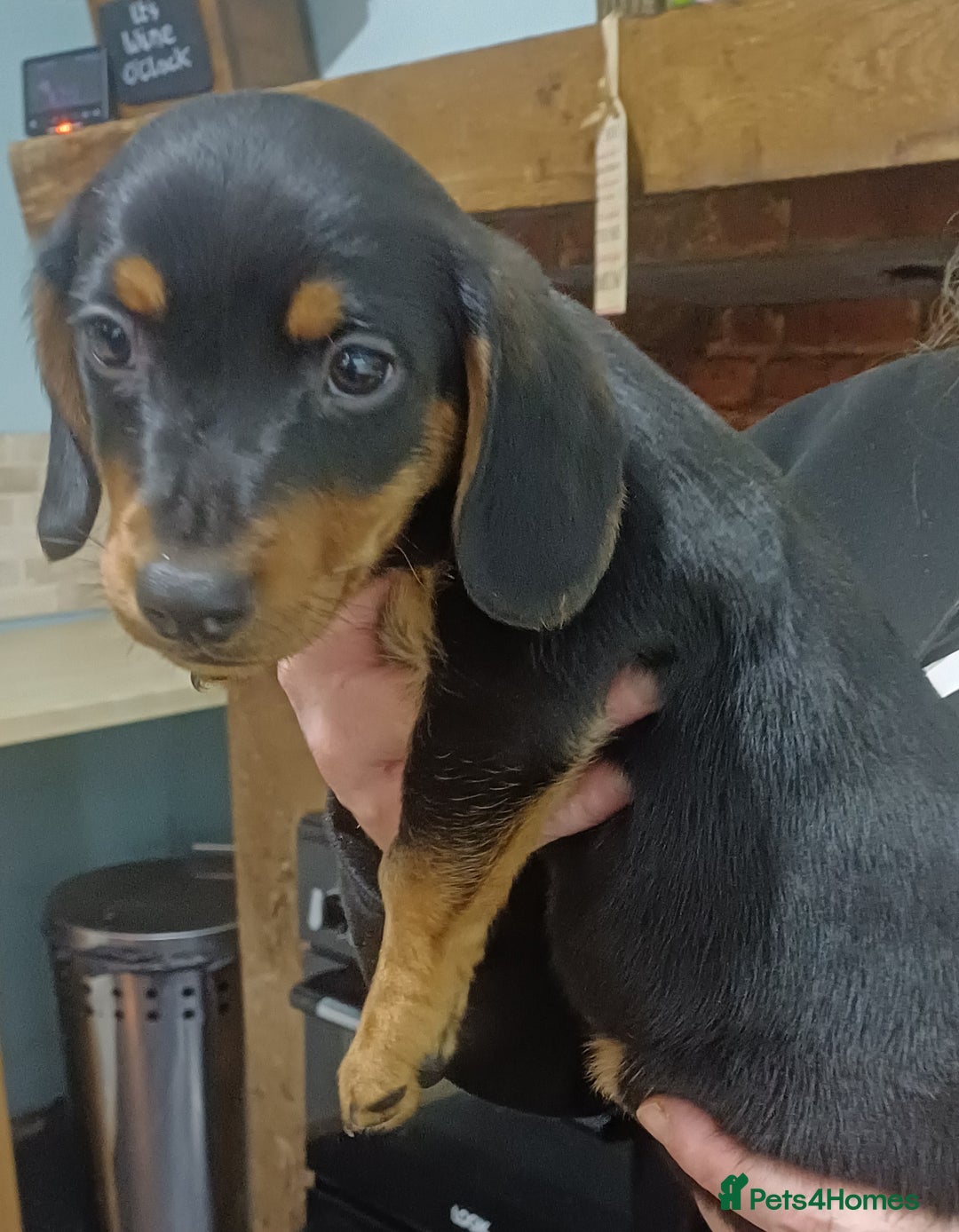 Dachshund dogs for sale: Dachshunds..Traditional Black and tan Puppies - Advert 4