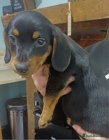 Dachshund dogs Dachshunds..Traditional Black and tan Puppies - Advert 9