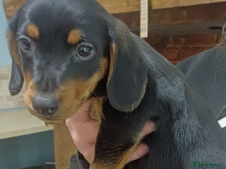 Dachshund dogs Dachshunds..Traditional Black and tan Puppies - Advert 18