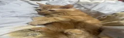 British Longhair cats for sale: British long hair + Turkish arugula  - Advert 21