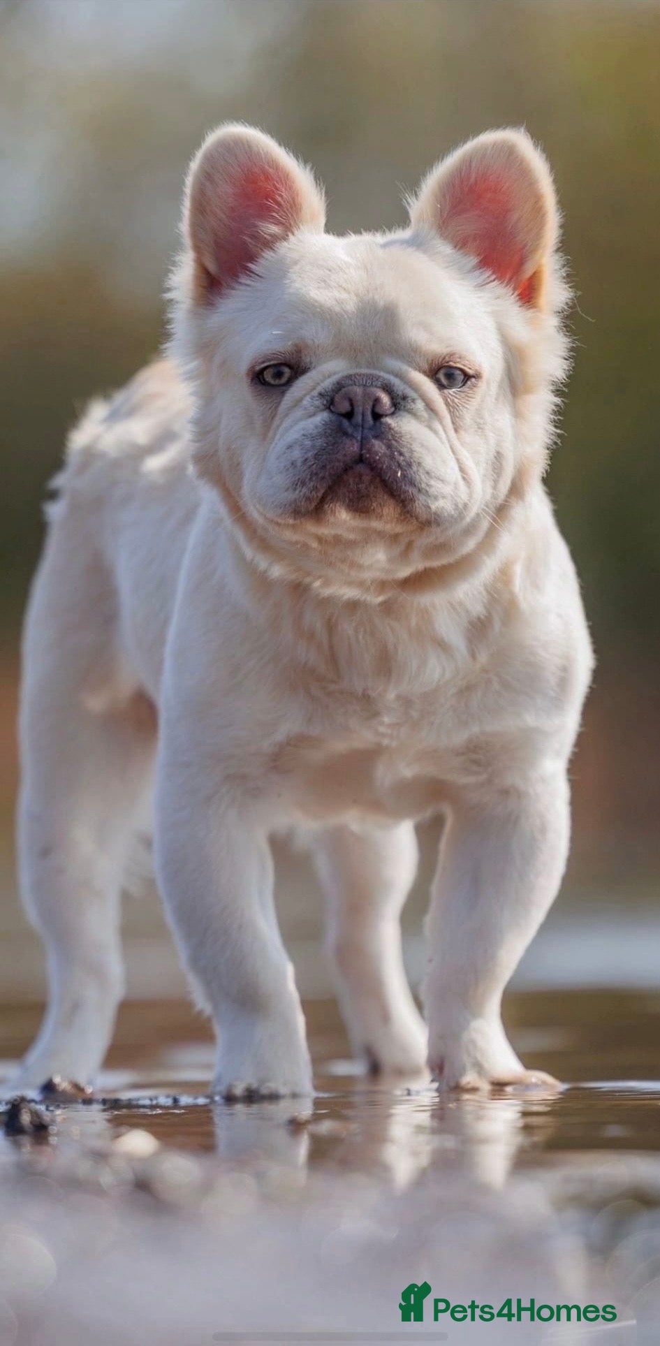 French Bulldog dogs Platinum Full Fluffy Proven Stud 🧬 in Louth - Advert 23
