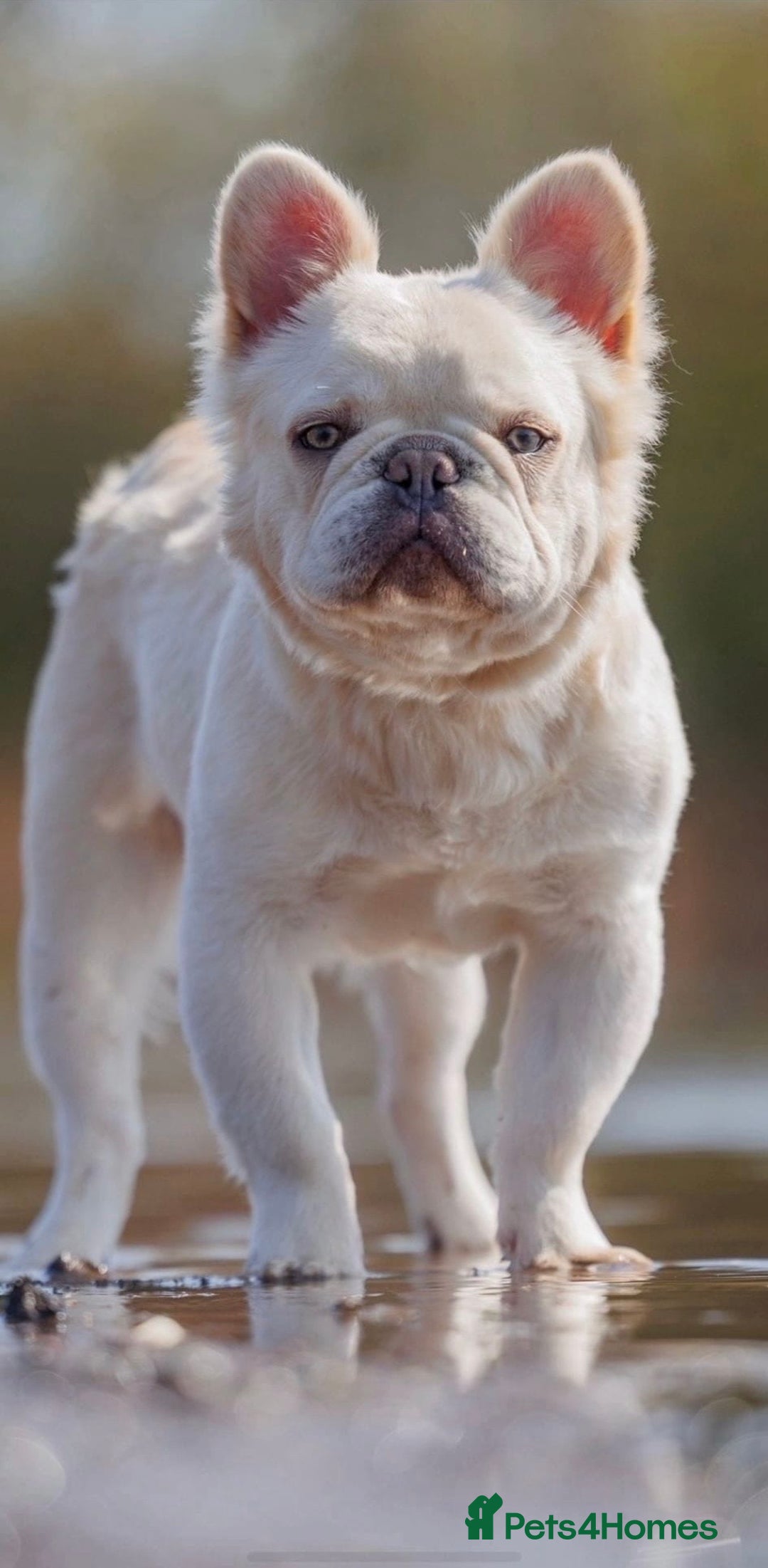 French Bulldog dogs for stud: Platinum Full Fluffy Proven Stud 🧬 in Louth - Image 1