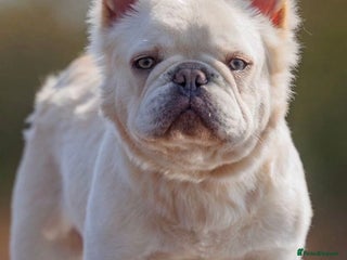 French Bulldog dogs in Louth - Advert 10