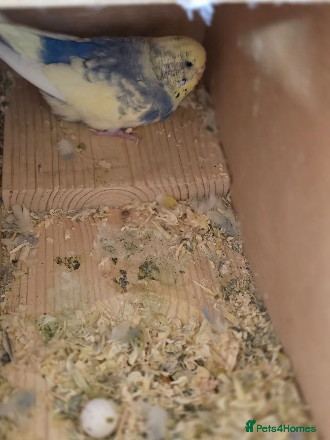 Budgerigars birds for sale: Breeding pair Budgies - Advert 6