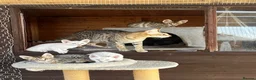 Savannah cats for sale: SBT SNOW & BST SAVANNAHS KITTENS - Advert 13