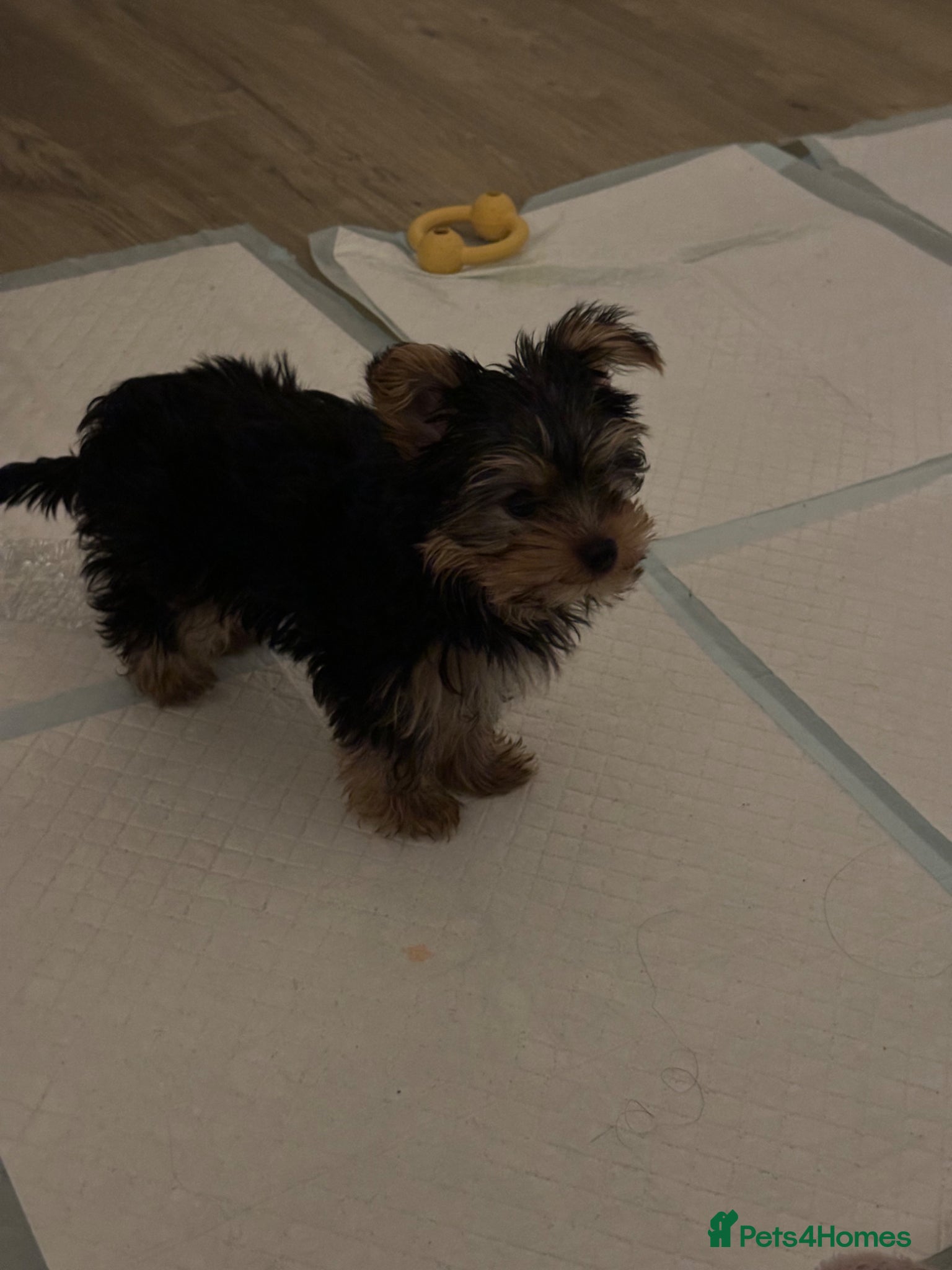 Yorkshire Terrier dogs Yorkshire terrier  - Advert 6