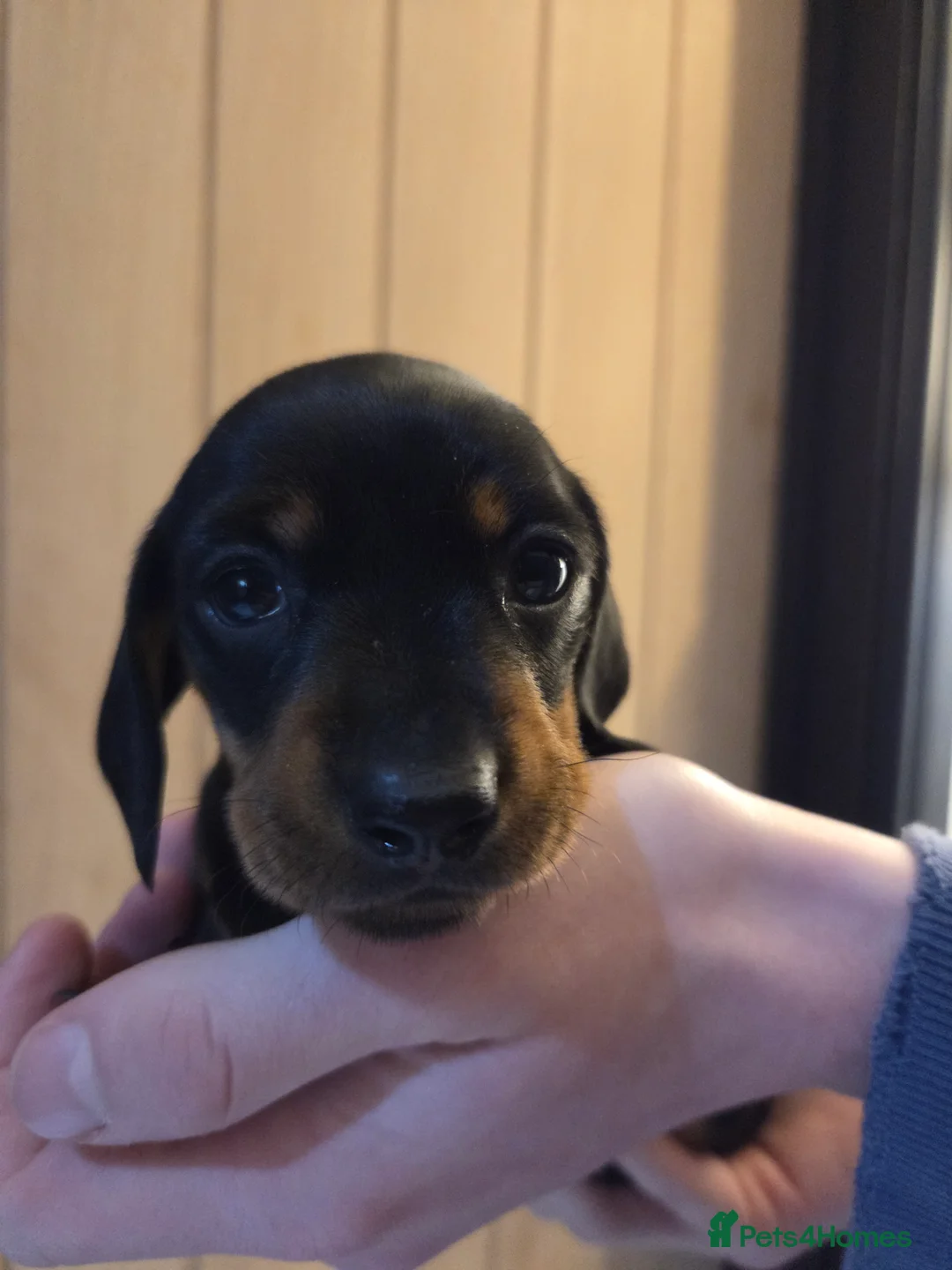 Miniature Dachshund dogs for sale: 3 Gorgeous Mini Dachshunds - Advert 2