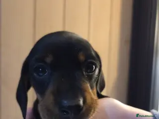 Miniature Dachshund dogs 3 Gorgeous Mini Dachshunds - Advert 1