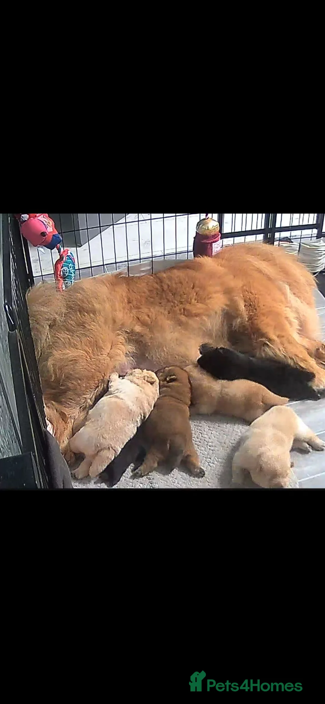 Chow Chow dogs for sale: Show stopping DWKC chow chow pups - Advert 2