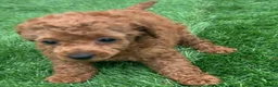 Toy Poodle dogs for sale: Kc red toy poodle puppys - Advert 10