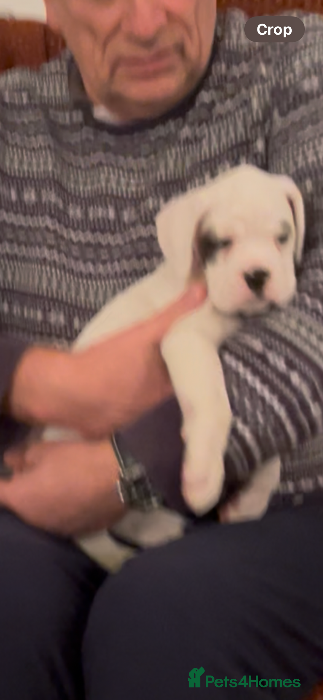 Boxer dogs for sale: adorable boxer puppies  - Advert 25